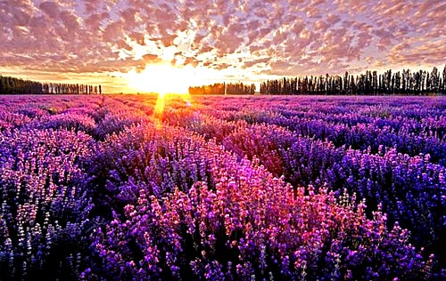   _˹ ɫ֮