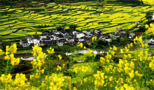 春天婺源 賞油菜花線路攻略
