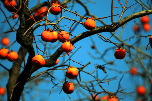 ӹ(ji)