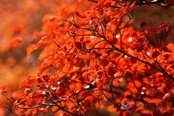 “紅”色當(dāng)家別具“楓”情 河南觀紅葉景區(qū)推薦