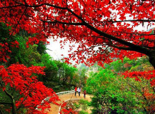 “紅”色當(dāng)家別具“楓”情 河南觀紅葉景區(qū)推薦