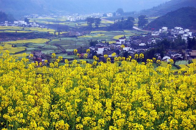 早春 和婺源來一場關(guān)于油菜花的約會吧