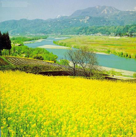 早春 和婺源來一場關(guān)于油菜花的約會吧