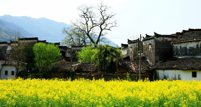 早春 和婺源來(lái)一場(chǎng)關(guān)于油菜花的約會(huì)吧