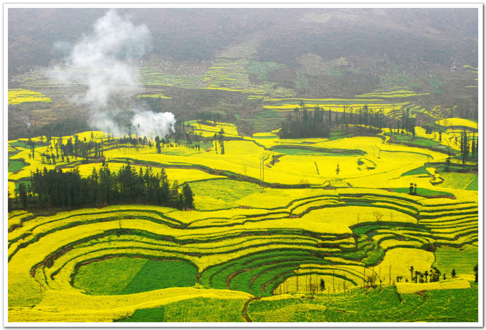 我和鮮花的約會 三月旅游賞花大攻略